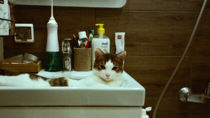 Katt og hygiene i hjemmet: gode vaner som gjør livet lettere for både deg og katten