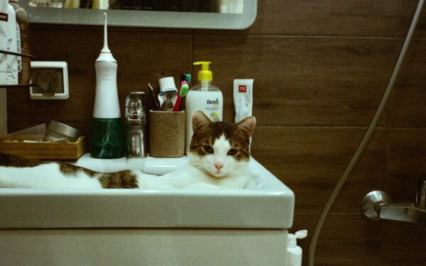 Katt og hygiene i hjemmet: gode vaner som gjør livet lettere for både deg og katten