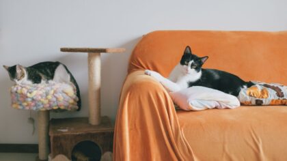 Katt og møbler: slik beskytter du interiøret uten å gjøre katten ulykkelig