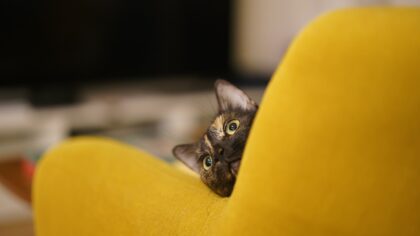 Katt og møbler: slik beskytter du sofaen uten å gjøre hjemmet sterilt