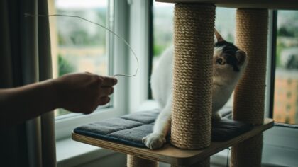 Katt og møbler: slik får du et pent hjem uten å kvele kattens behov