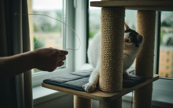 Katt og møbler: slik får du et pent hjem uten å kvele kattens behov