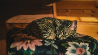 Katt og natt: slik får du roligere netter med en aktiv pusevenn