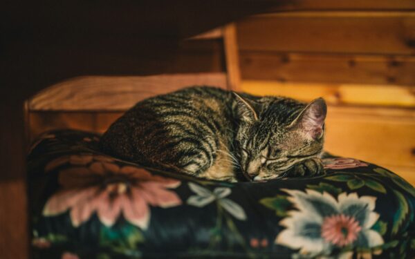 Katt og natt: slik får du roligere netter med en aktiv pusevenn