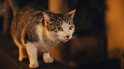 Katt og nattaktivitet: slik får du roligere netter uten å kvele kattens behov