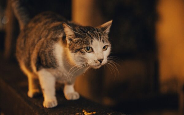 Katt og nattaktivitet: slik får du roligere netter uten å kvele kattens behov