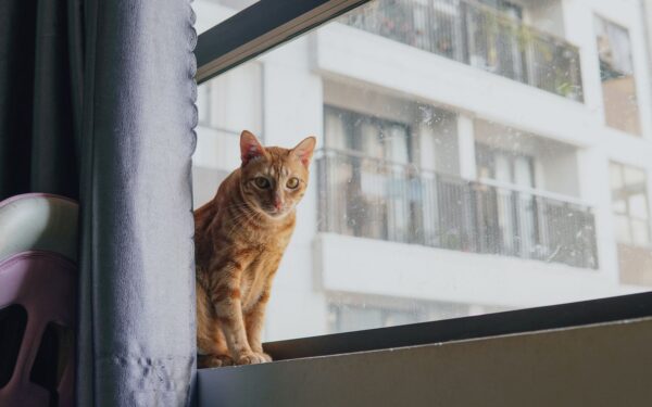 Katt og vinduer: trygg utsiktspost og skjult risikofelle i samme pakke
