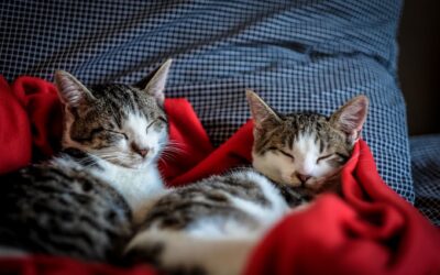 Kattens søvnbehov hjemme: slik legger du til rette for god hvile og ro