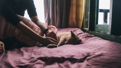 Katteseng som katten faktisk bruker: slik velger og plasserer du liggeplassen smart