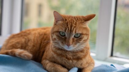 Kulde og katt: praktiske råd for en varm og frisk vintersesong