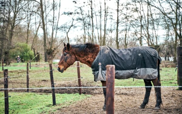Luftegård for hest i hverdagen: slik lager du et sikkert og sunt uteområde