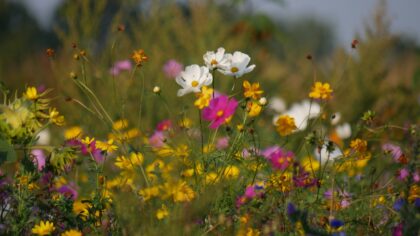 Markblomster og humler: slik lager du en liten pollinatorvennlig oase der du bor