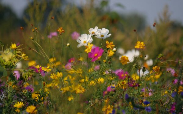 Markblomster og humler: slik lager du en liten pollinatorvennlig oase der du bor
