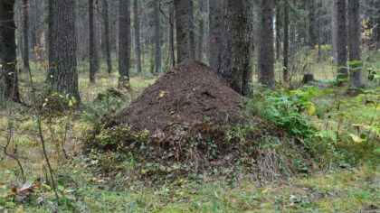 Maur i nærmiljøet: slik forstår du de små arbeiderne uten å tråkke på dem