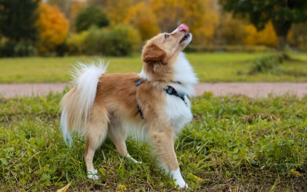 Mental aktivisering for hund: små hverdagsgrep som gir en mer fornøyd hund