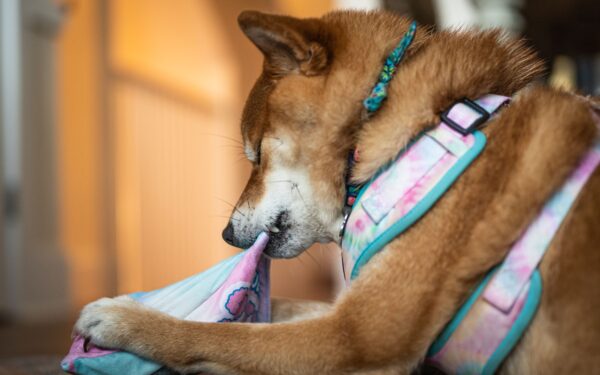 Mental trening for hund: 7 måter å gjøre hodet like slitent som kroppen