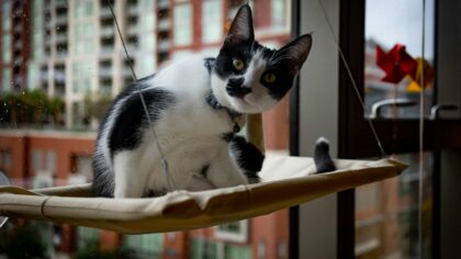 Miljøberikelse for katt: en enkel startguide til et mer spennende liv innendørs