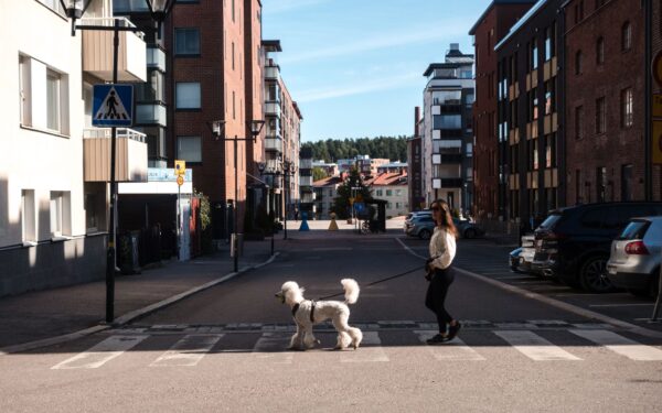 Miljøtrening av hund i nabolaget: slik bygger du en robust og rolig følgesvenn
