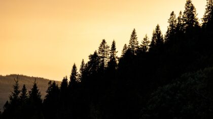 Natt i norsk skog: slik opplever du nattaktive dyr uten å forstyrre