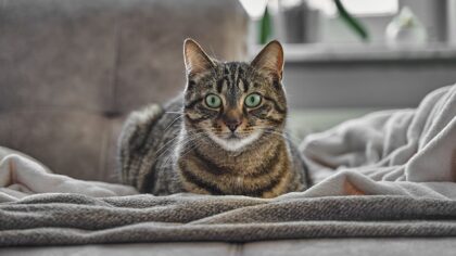Ny katt i huset: slik gir du en god start uten kaos og misforståelser