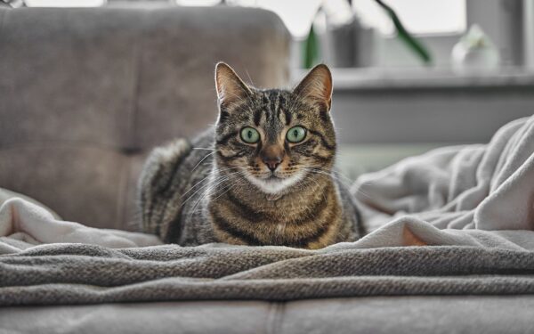 Ny katt i huset: slik gir du en god start uten kaos og misforståelser