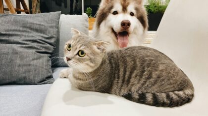Øyepleie hos kjæledyr: praktiske råd for friske øyne hos hund, katt og smådyr