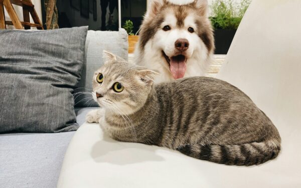 Øyepleie hos kjæledyr: praktiske råd for friske øyne hos hund, katt og smådyr