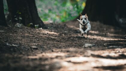Redde hunden fra stillesitting: slik gir du sunn og variert aktivitet i hverdagen
