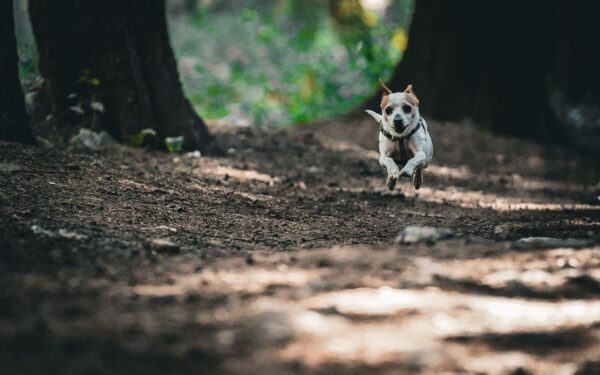 Redde hunden fra stillesitting: slik gir du sunn og variert aktivitet i hverdagen
