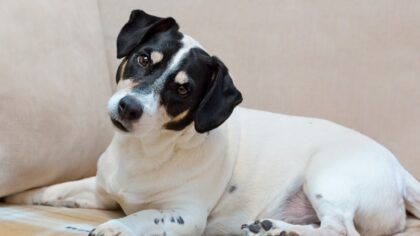 Redsel hos hund: slik hjelper du en urolig hund i hverdagslige situasjoner