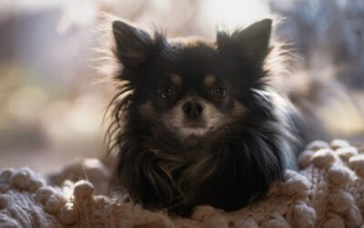 Redsel hos hund: slik hjelper du en usikker hund i hverdagen