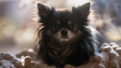 Redsel hos hund: slik hjelper du en usikker hund i hverdagen