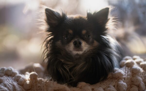 Redsel hos hund: slik hjelper du en usikker hund i hverdagen