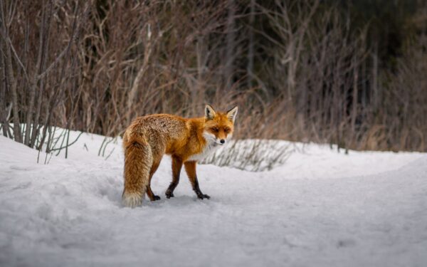 Rovdyr og byttedyr i norsk natur: enkel guide for nysgjerrige turgåere og familier