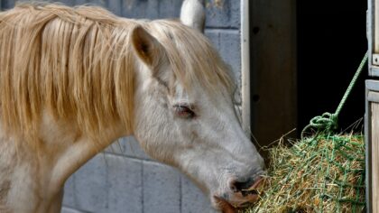 Sikkert og smart fôrbytte for hest: slik gjennomfører du en trygg overgang