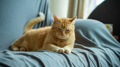 Slik oppdager du smerte hos katten din: tidlige tegn og trygg oppfølging