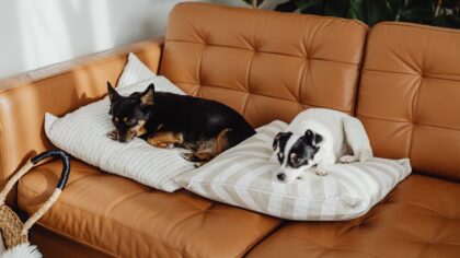 Slik oppdager du stress hos hunden din og hjelper den å falle mer til ro
