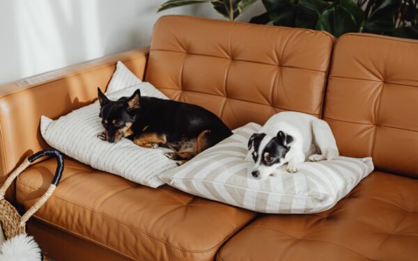 Slik oppdager du stress hos hunden din og hjelper den å falle mer til ro