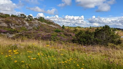 Slik utforsker du livet i lyngheia: en enkel guide til turer i norsk kystnatur