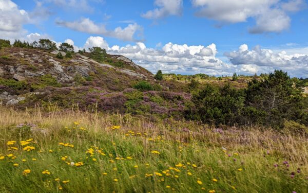 Slik utforsker du livet i lyngheia: en enkel guide til turer i norsk kystnatur