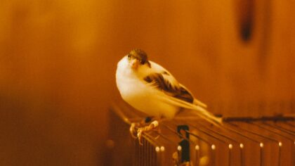 Små papegøyearter for førstegangs­eier: slik velger du riktig fugl og gir den et godt liv