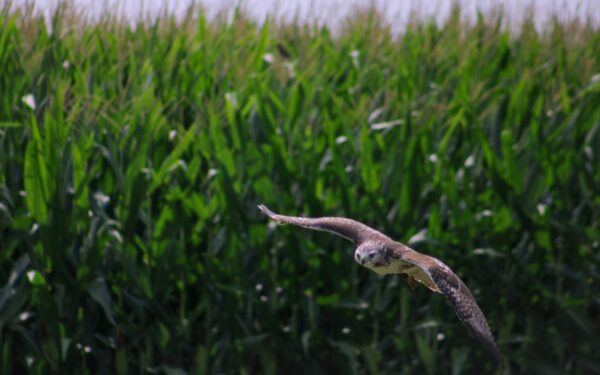Små rovfugler i nærmiljøet: slik oppdager du de diskrete jegerne på himmelen