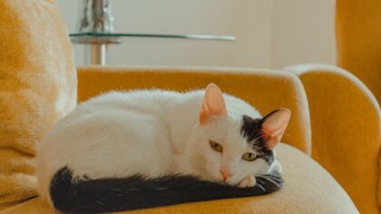 Smerter hos katt: tegn, årsaker og hva du trygt kan gjøre hjemme