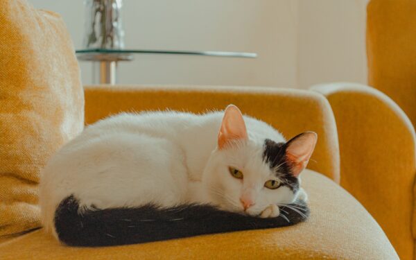 Smerter hos katt: tegn, årsaker og hva du trygt kan gjøre hjemme