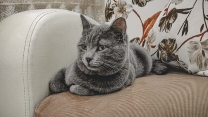 Smerter hos katt: tegn du bør kjenne til og hvordan du kan hjelpe