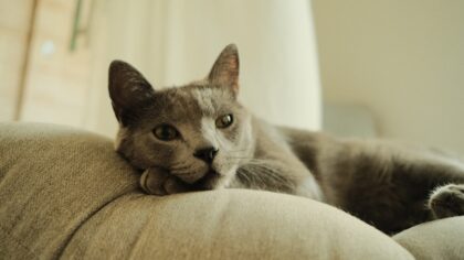 Smerter hos katt: tegn, forebygging og når du bør kontakte veterinær
