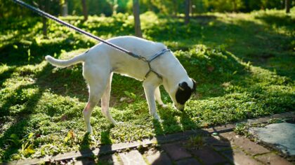 Snuselek for hund: enkle aktiviteter som gjør turene mer spennende