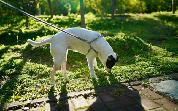 Snuselek for hund: enkle aktiviteter som gjør turene mer spennende