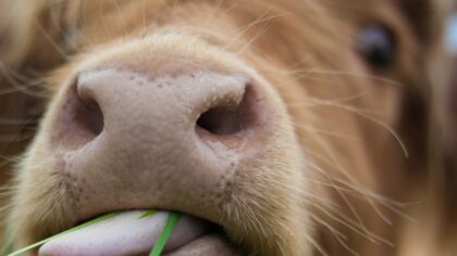 Snuselek for hund: enkle idéer som gir mer glede og mindre kjedsomhet