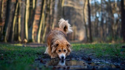 Snuselek for hund: slik gjør du nesearbeid til dagens høydepunkt